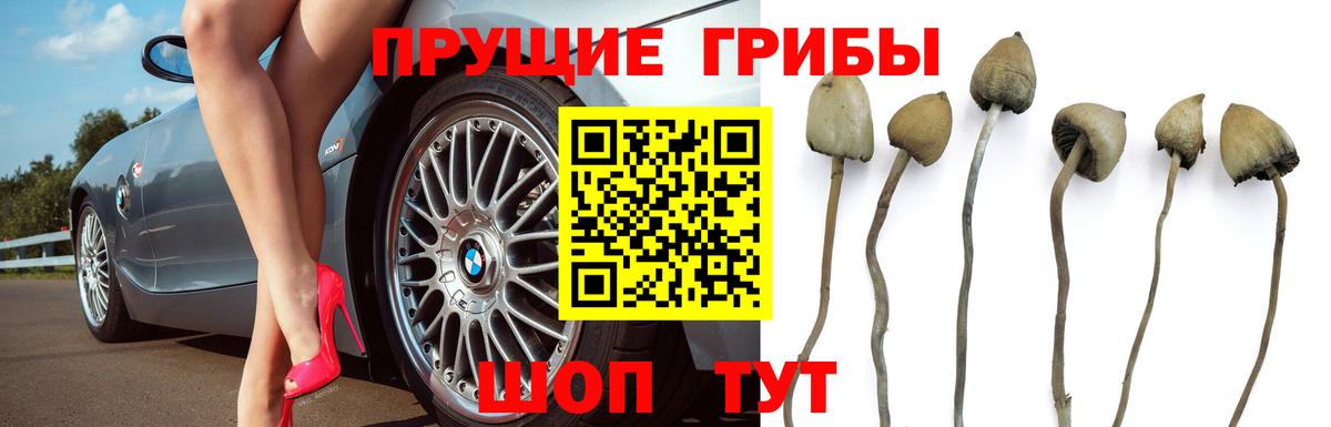 Псилоцибиновые грибы Magic Shrooms Сухой Лог